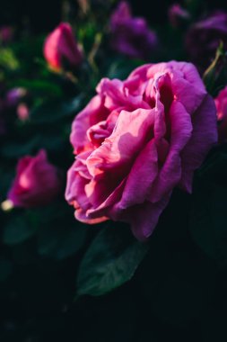 Koyu yeşil arka planda pembe bir gülü yakından çek. Yüksek kalite fotoğraf. Yüksek kalite fotoğraf