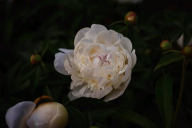 Şakayık bahçesinde çiçek açan şakayıklar. Yüksek kalite fotoğraf