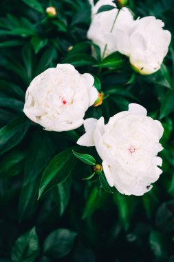 Şakayık bahçesinde çiçek açan şakayıklar. Yüksek kalite fotoğraf