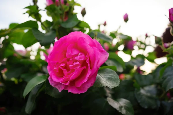 Nahaufnahme Einer Rosa Rose Auf Dunkelgrünem Hintergrund Hochwertiges Foto Hochwertiges — Stockfoto