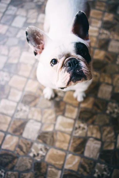 White Black French Bulldog Kijkt Alleen Camera Een Hondenmand Hoge — Stockfoto