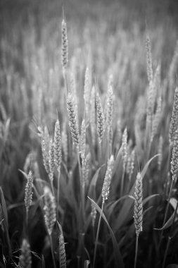 Mavi gökyüzü arka planında buğday. Buğday tarlası. Güneşli bir gün. Siyah ve beyaz. Yüksek kalite fotoğraf