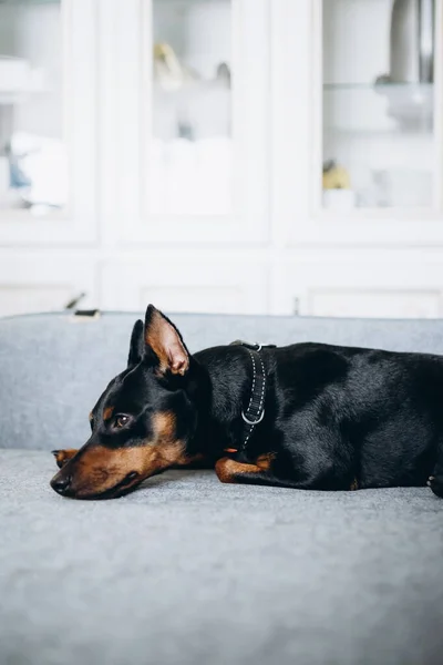 Dog Dwarf Pincher Lies Sofa Looks Sad Eyes High Quality — Stock Fotó