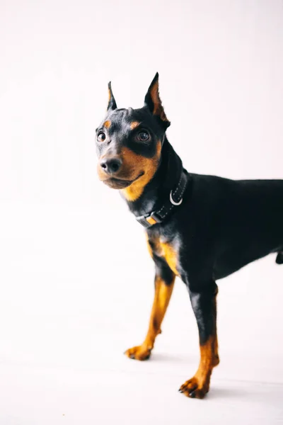 Karzeł Pinscher Bawiący Się Studio Białym Tle Wysokiej Jakości Zdjęcie — Zdjęcie stockowe