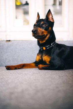Minyatür Pinscher köpeği, büyük kulaklı koltukta oturuyor ve poz veriyor. Yüksek kalite fotoğraf