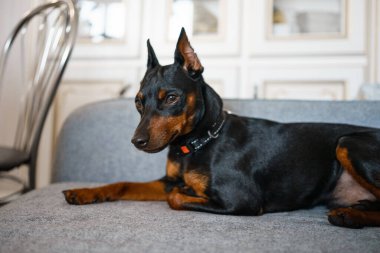 Dobermann Pinscher güzel köpek yavrusu oyuncaklarıyla ev ortamında tatlı gözleriyle tüm güzelliğini ifade ediyor. Yüksek kalite fotoğraf