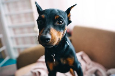 Dobermann Pinscher güzel köpek yavrusu oyuncaklarıyla ev ortamında tatlı gözleriyle tüm güzelliğini ifade ediyor. Yüksek kalite fotoğraf