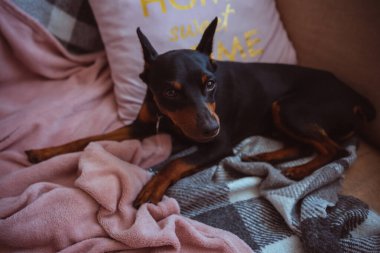 Dobermann Pinscher güzel köpek yavrusu oyuncaklarıyla ev ortamında tatlı gözleriyle tüm güzelliğini ifade ediyor. Yüksek kalite fotoğraf