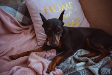 Dobermann Pinscher güzel köpek yavrusu oyuncaklarıyla ev ortamında tatlı gözleriyle tüm güzelliğini ifade ediyor. Yüksek kalite fotoğraf