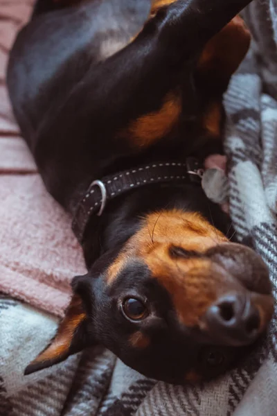 Close Portrait Sleeping Relaxed Miniature Pinscher Dog Canis Lupus Familiaris — Stock Fotó