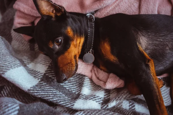 Dobermann Pinscher Beautiful Puppy Dog Very Sweet Pose His Toys — Stock Fotó