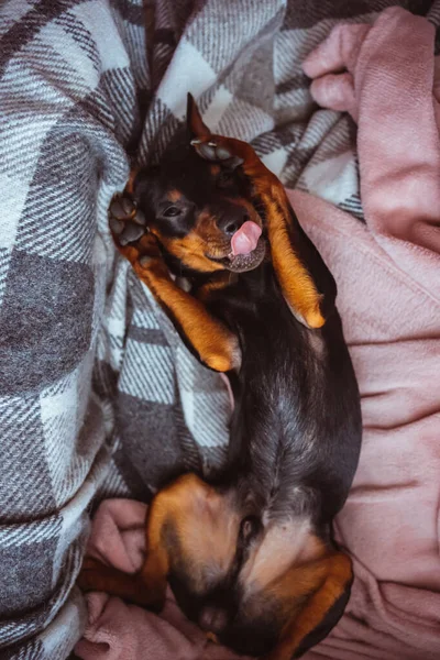 Dobermann Pinscher Beautiful Puppy Dog Very Sweet Pose His Toys — Fotografia de Stock