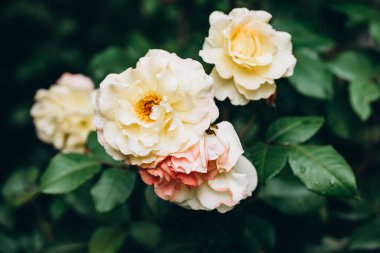 Blooming rose bud. Summer flower close-up. Floral background. Nature in the flowerbed. Gardening. Rose petals in the garden. Gently beige orange rose color. High quality photo