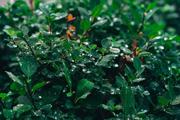 Water Drops Green Leaf Close Dew Rain High Quality Photo — Zdjęcie stockowe