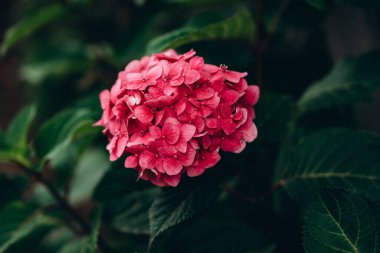 Bright pink Hydrangea macrophylla, Beautiful bush of penny mac, Blooming hydrangea close-up. Lush flowering hortensia. High quality photo