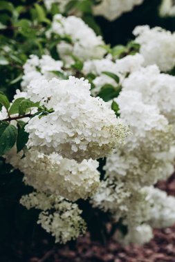White hydrangea flowers on bush. High quality photo