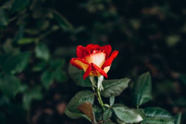 New york şehri Bahçe kırmızı gül çiçek su ile yeşil çim zemin üzerine bırakır. NYC Şehir Parkı çiçekler. Taze ıslak mor kırmızı Bahçe yeşil arka plan üzerinde yükseldi. Gül Bahçe park. Şaşırtıcı kırmızı gül