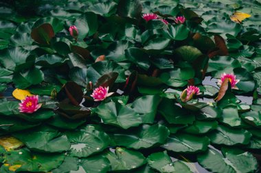 Red water lily (Nymphaea alba f. rosea) in a fontaine. The flower is a red variety of the white water lily (Nymphaea alba). High quality photo