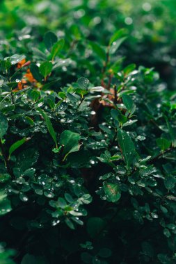 Water drops on green leaf. Close up. Dew after rain. High quality photo