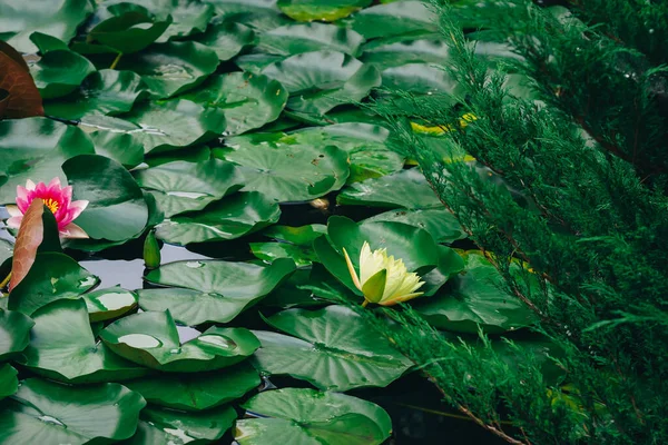 Red water lily (Nymphaea alba f. rosea) in a fontaine. The flower is a red variety of the white water lily (Nymphaea alba). High quality photo