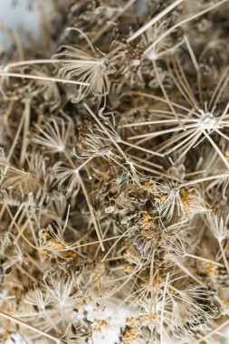 Brown umbrella of dill with brown seeds covered with frosty snowflakes close-up against the background of blurred branches of dill. High quality photo