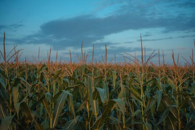 corn field have flowers crane view sun light in the morning. High quality photo