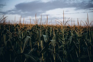 corn field have flowers crane view sun light in the morning. High quality photo