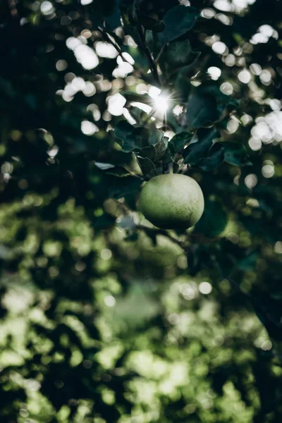 Piękne Zielone Jabłko Zielonym Drzewie Promieniach Słońca Wysokiej Jakości Zdjęcie — Zdjęcie stockowe