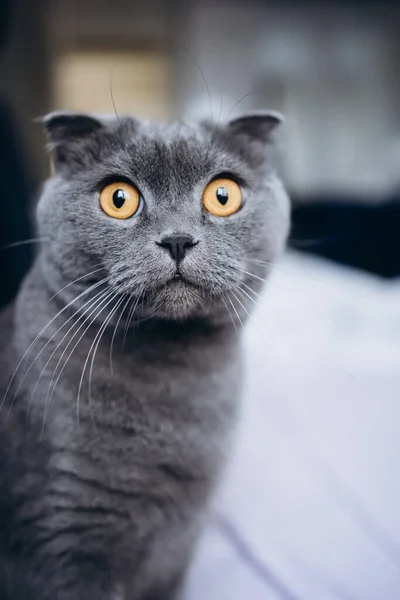 スコティッシュはソファに折り畳む イギリスの猫 灰色の猫 高品質の写真 — ストック写真