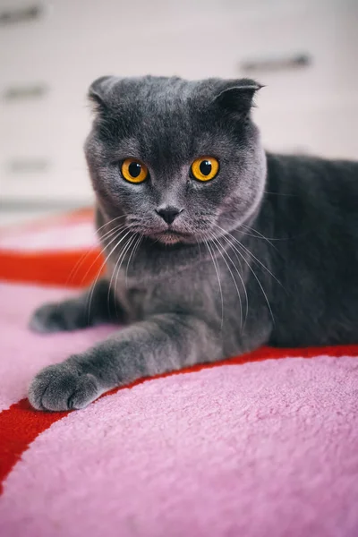 スコティッシュ フォルド種の黄色の目をした灰色の猫が自宅のソファに横たわっています 高品質の写真 — ストック写真