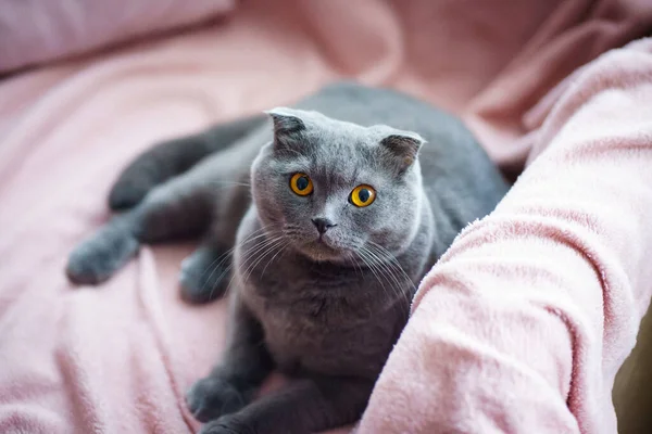 スコティッシュ フォルド種の黄色の目をした灰色の猫が自宅のソファに横たわっています 高品質の写真 — ストック写真