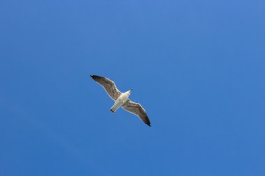 mavi gökyüzünde tek martı.