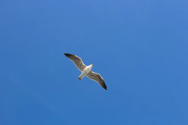 Single seagul in the blue sky. — Stock Photo, Image