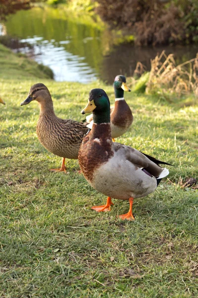 Patos salvajes —  Fotos de Stock