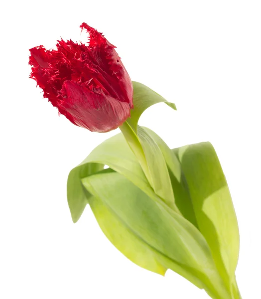 Red fringed tulip — Stock Photo, Image