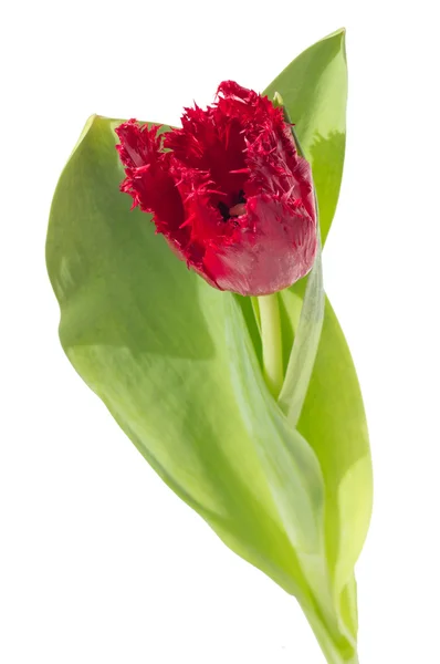 Red fringed tulip — Stock Photo, Image