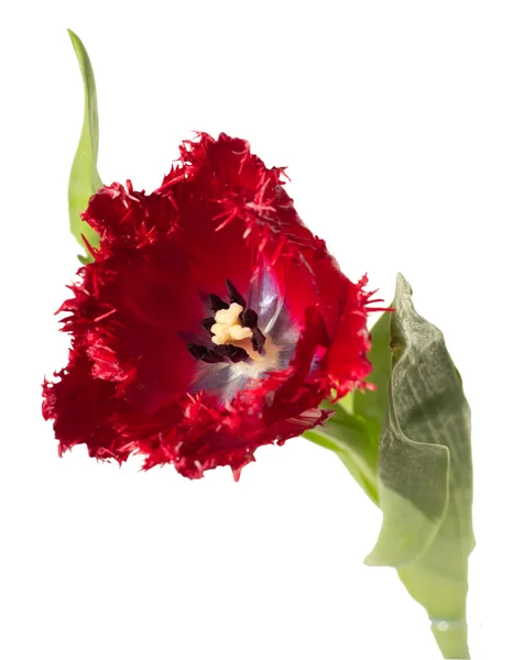 Red fringed tulip — Stock Photo, Image