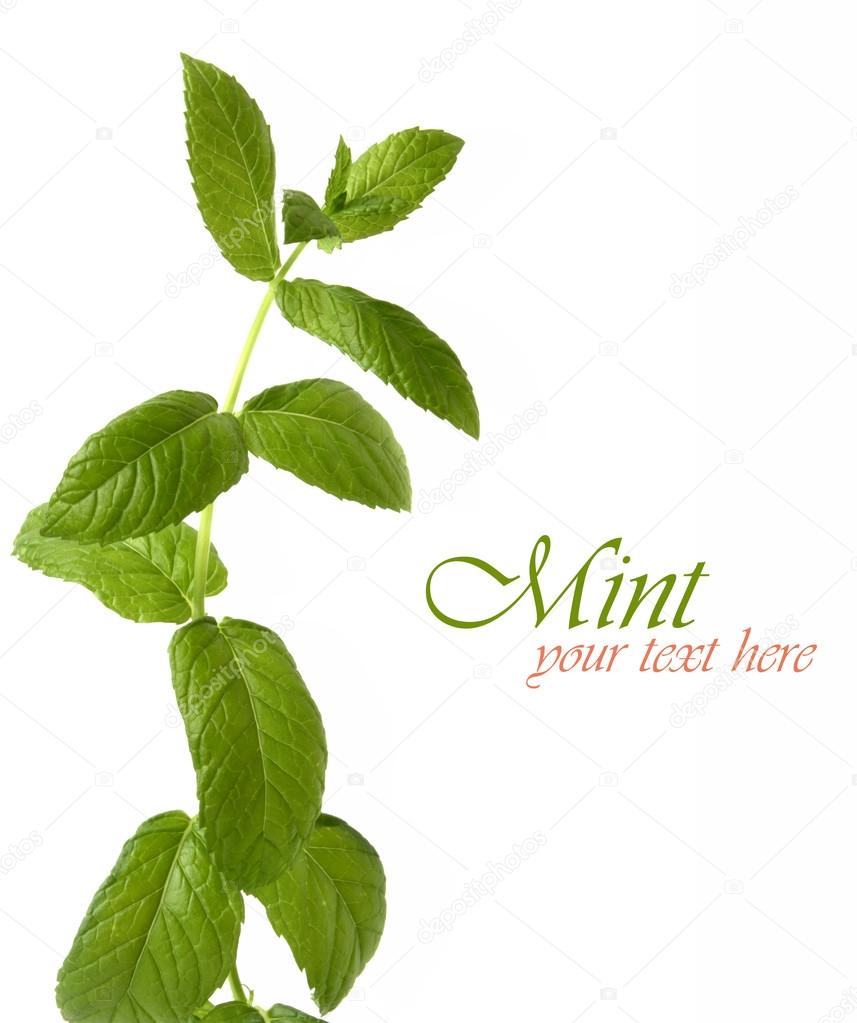 Isolated mint