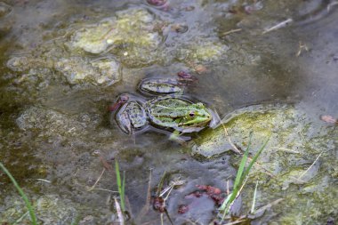 kurbağa