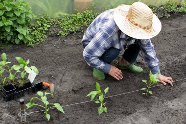 biber fidesi dikme kadınlar