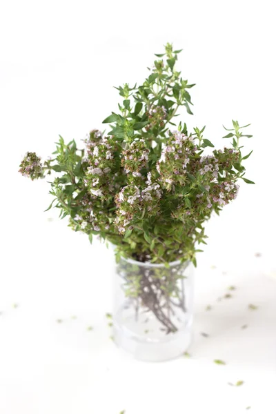 Thyme — Stock Photo, Image