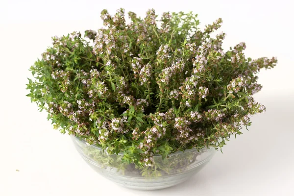 Thyme — Stock Photo, Image