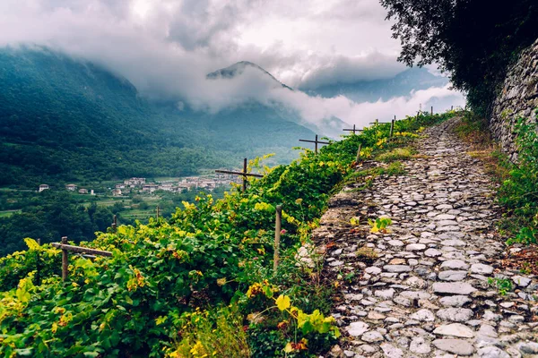 Côté Montagne Avec Vignobles Par Une Journée Nuageuse Dans Les — Photo