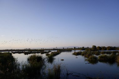 Gün batımında Ebro deltasındaki bir lagünün üzerinden bir kuş sürüsü uçarak güneye göç eder..