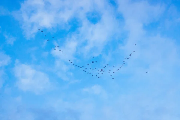Птахи Формуванні Мігрують Південь Видно Знизу — стокове фото