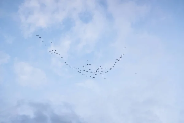 Flock Migratory Birds Fly Away Lake Provided Them Food — Stock Photo, Image