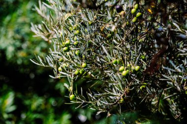 Zeytin dalları -Olea europae- yeşil zeytinlerle, Akdeniz 'deki organik çiftçiler için bir zenginlik kaynağı..