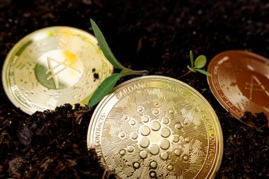 Kripto Cardano madeni kazmak sizi toprağın daha derinlerine kazdırır..