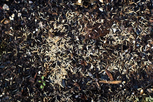 地面に落ちた草の種 — ストック写真