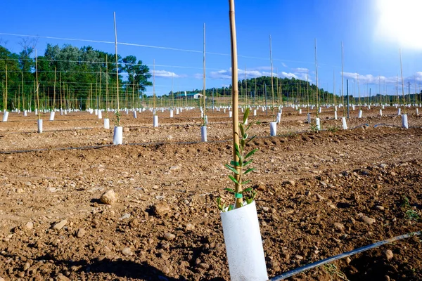 Nouvelle Plantation Arbres Fruitiers Avec Des Systèmes Innovants Irrigation Goutte — Photo